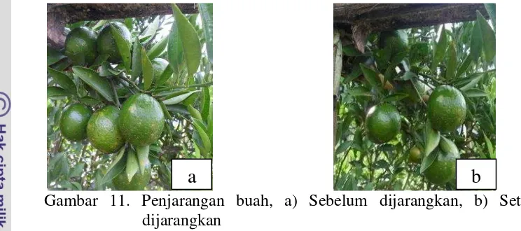 Gambar 11. Penjarangan buah, a) Sebelum dijarangkan, b) Setelah 