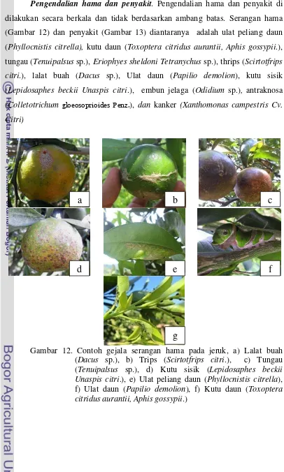 Gambar 12. Contoh gejala serangan hama pada jeruk, a) Lalat buah 