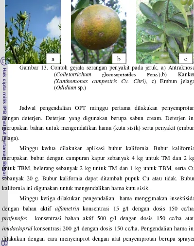 Gambar 13. Contoh gejala serangan penyakit pada jeruk, a) Antraknosa 