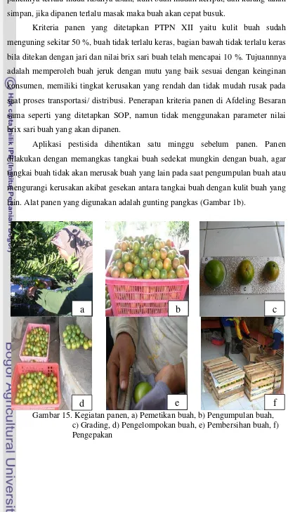 Gambar 15. Kegiatan panen, a) Pemetikan buah, b) Pengumpulan buah,           