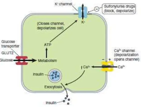 Gambar 2.1. Mekanisme pelepasan insulin oleh sel Beta langerhans (Martha et al, 2006) 
