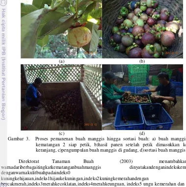 Gambar 3.  Proses pemanenan buah manggis hingga sortasi buah: a) buah manggis indeks 