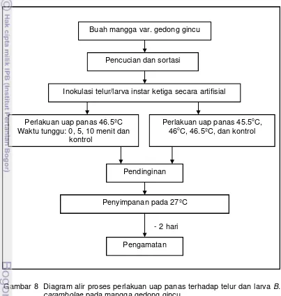 Gambar 8  Diagram alir proses perlakuan uap panas terhadap telur dan larva B. 