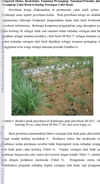 Gambar 6 Kondisi petak percobaan di Katulampa pada percobaan III-2011, cabai 