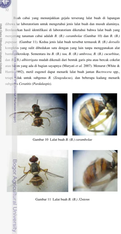 Gambar 10  Lalat buah B. (B.) carambolae 