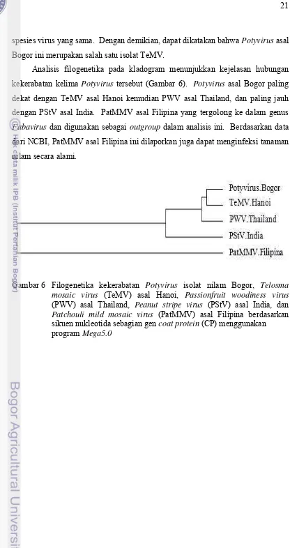 Gambar 6 Filogenetika kekerabatan Potyvirus isolat nilam Bogor, Telosma 