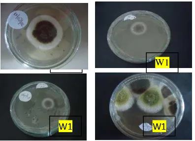 Gambar 1: Uji biakan ganda. A, Potongan koloni cendawan rizosfer; B, Potongan koloni jamur P