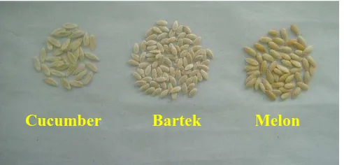 Figure  2. The comparison of the seed’s shape of cucumber, Bartek, and melon 