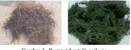 Gambar 3.  Rumput Laut Gracilaria 