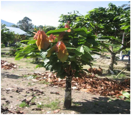Figure 1. Three-months after main stem cutting of side grafted cocoa, 2011