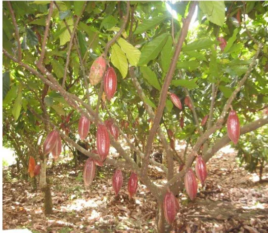 Figure 2. Bearing pods of side grafted cocoa,2011 