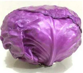 Gambar tumbuhan kubis ungu 