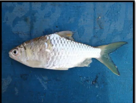 Gambar 6. Ikan  Mystacoleucus marginatus (Cencen) 