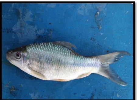 Gambar 7. Ikan Osteochilus spilurus (Gariang/pepuyu)  