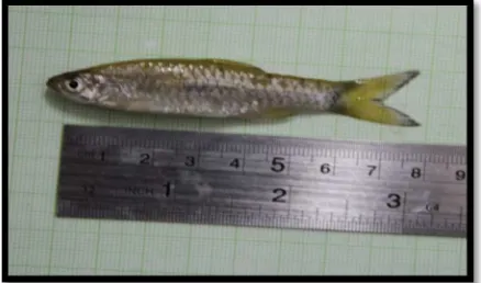 Gambar 9. Ikan  Puntius binotatus (Pora-pora) 