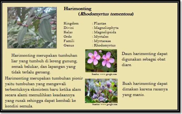 Gambar 2.Papan interpretasi untuk harimonting (Rhodomyrtus tomentosa). 