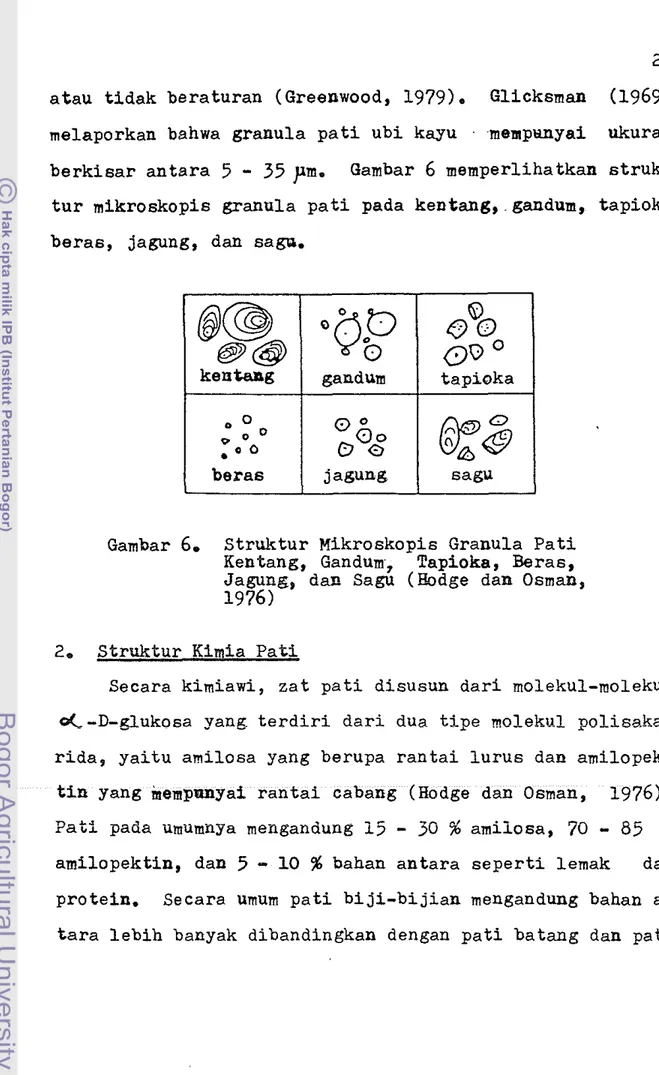 Gambar  6.  S t r u k t u r   Mikroskopis  Granula  P a t i   Kentang,  Gandum,  Tapioka,  Beras,  Jagung,  dan  Sagu  (Ebdge  dan  Osman,  1976) 