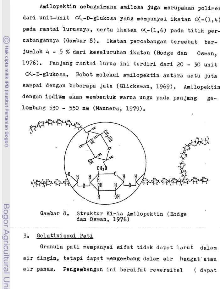 Gambar  8.  S t r u k t u r   Kimia  Amilopektin  (Hodge  dan  Osman,  1976) 