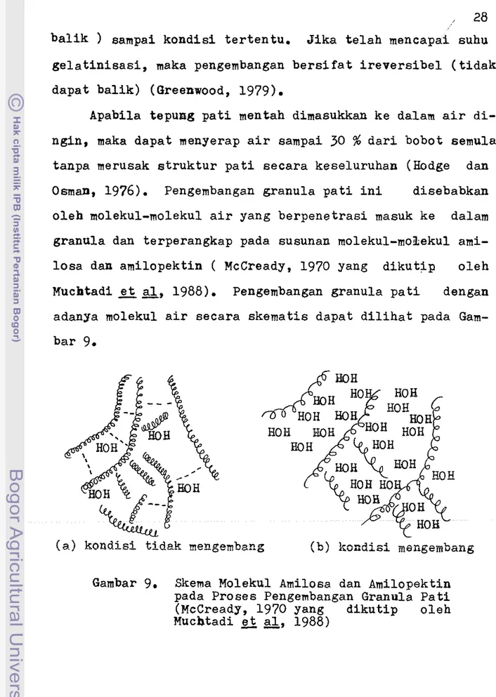 Gambar  9.  Skema  Molekul  Amilosa  dan  Amilopektin  pada  P r o s e s   Pengembangan  Granula  P a t i   (McCready,  1970  yang  d i k u t i p   o l e h   Muchtadi  e t   a l ,   1988) 