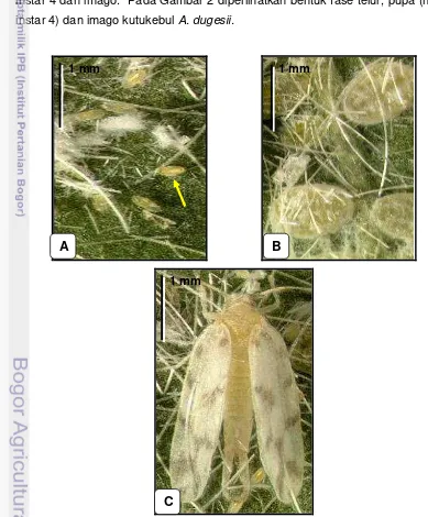 Gambar 2  Telur (A), pupa (B) dan imago (C) A. dugesii (Murgianto 2010) 