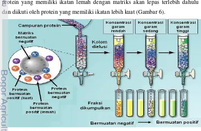 Gambar 6 Pemurnian enzim dengan kromatografi pertukar ion     (http://voh.chem.ucla.edu/vohtar/winter99/153L/lec1.html)