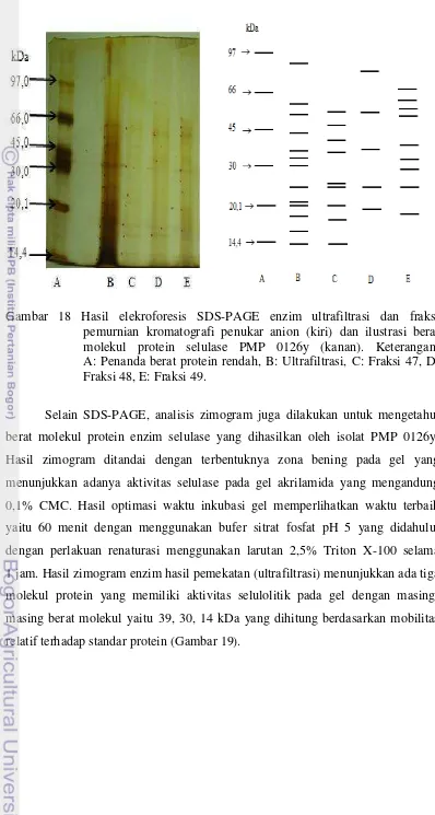 Gambar 18 Hasil elekroforesis SDS-PAGE enzim ultrafiltrasi dan fraksi 