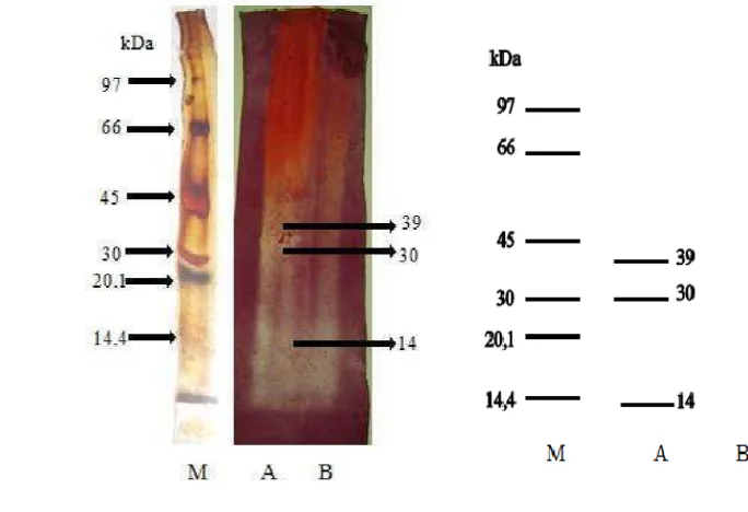 Gambar 19 Hasil zimogram PMP 0126y pada gel akrilamida mengandung CMC 