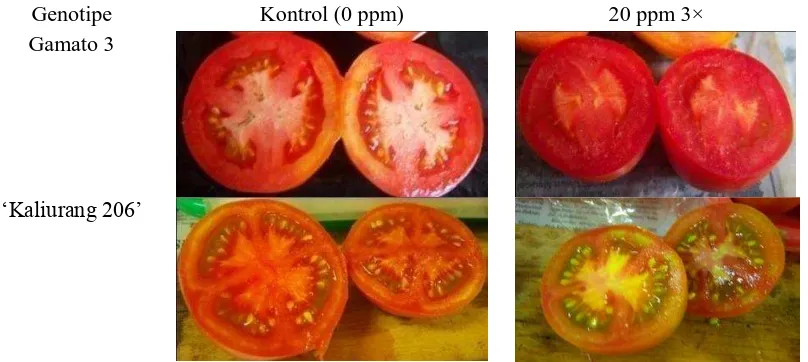 Gambar 1. Perbandingan jumlah biji buah tomat dengan aplikasi 0 ppm GAdilihat secara melintang pada Gamato 3 dan ‘Kaliurang 206’ 