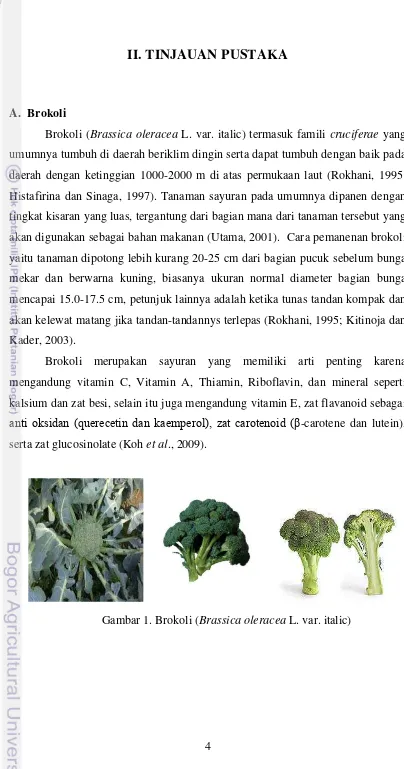 Gambar 1. Brokoli (Brassica oleracea L. var. italic) 