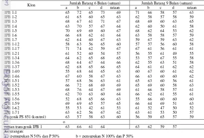 Tabel 2. Data Jumlah Batang Tebu Transgenik IPB 1 dan Isogenik PS 851 Umur 