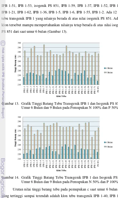 Gambar 13. Grafik Tinggi Batang Tebu Transgenik IPB 1 dan Isogenik PS 851 