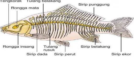 Gambar 2.1Morfologi dan Anatomi Ikan Nila 