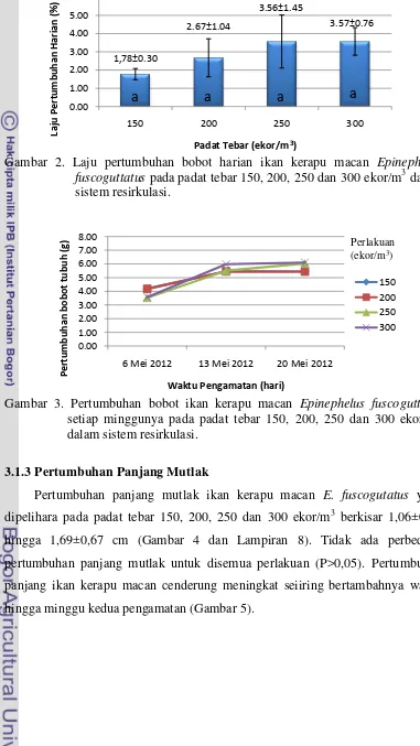 Gambar 2. Laju pertumbuhan bobot harian ikan kerapu macan Epinephelus 3