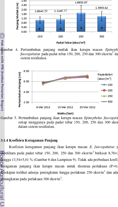 Gambar 4. Pertumbuhan panjang mutlak ikan kerapu macan Epinephelus 3