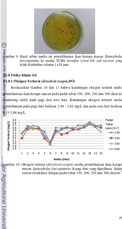Gambar 9. Hasil sebar media air pemeliharaan ikan kerapu macan Epinephelus 