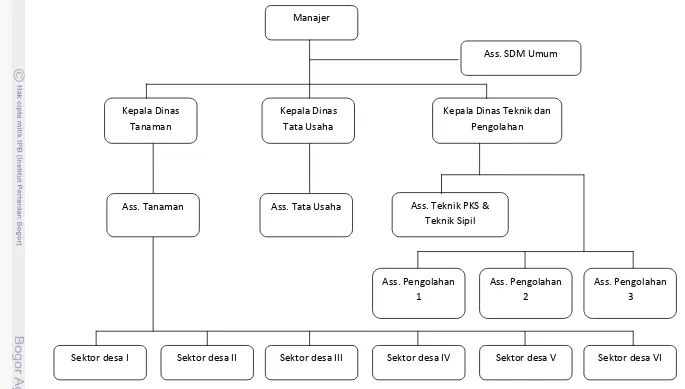 Gambar 4. Struktur Organisasi Unit Kebun Berangir PTPN IV Setelah Restrukturisasi Organisasi 