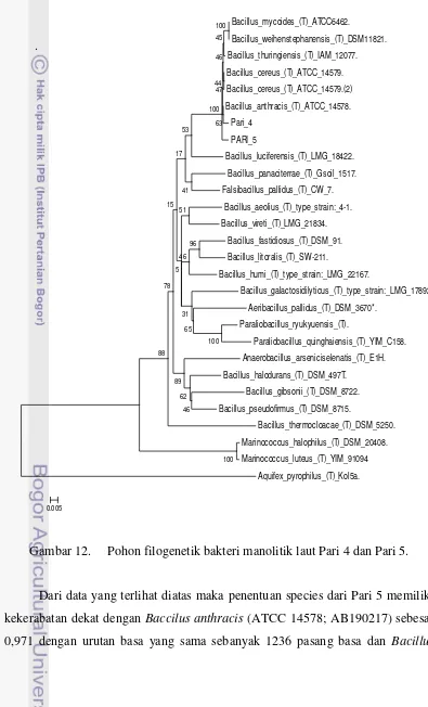 Gambar 12. Pohon filogenetik bakteri manolitik laut Pari 4 dan Pari 5. 