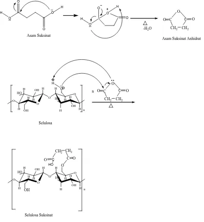 Gambar 4.6Reaksi Pembentukan Selulosa Suksinat melalui Reaksi Esterifikasi 