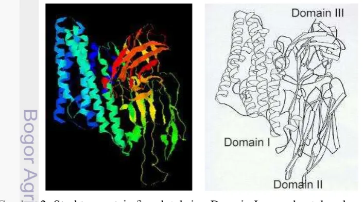 Gambar 2  Struktur protein δ-endotoksin.  Domain I : membentuk gulungan tujuh 