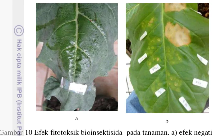 Gambar 10 Efek fitotoksik bioinsektisida  pada tanaman. a) efek negatif fitotoksik 