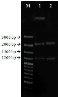 Gambar 10 CContoh hasil elektroforesis isolat DNA genom