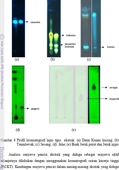 Gambar 8 Profil kromatografi lapis tipis  ekstrak. (a) Daun Kumis kucing; (b) 