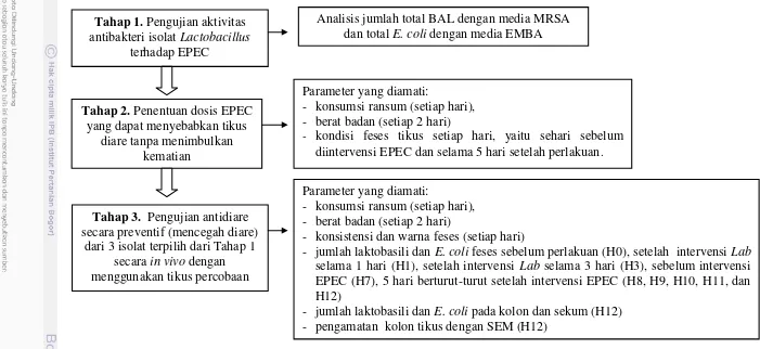 Gambar 2  Diagram alir tahapan penelitian antidiare Lactobacillus asal ASI 