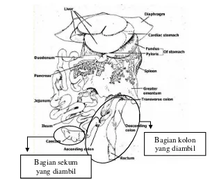 Gambar 5  Skema saluran perncernaan tikus 