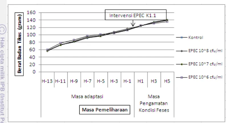 Gambar 9  Pertambahan berat badan tikus selama pengujian dosis EPEC K1.1 