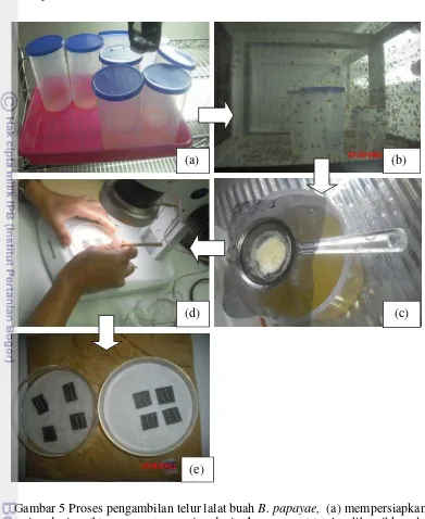 Gambar 5 Proses pengambilan telur lalat buah B. papayae,  (a) mempersiapkan 