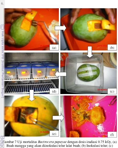 Gambar 7 Uji mortalitas Bactrocera papayae dengan dosis iradiasi 0.75 kGy, (a) 