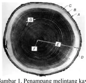 Gambar 1. Penampang melintang kayu 