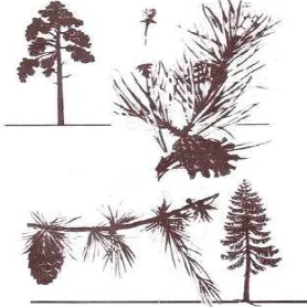 Gambar 6. Jenis pohon dari golongan pohon daun jarum (Sumber: Ningsi, 2014) 