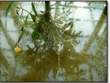 Gambar 10 Akar yang baru tumbuh (a) dan akar yang sudah berkembang sebagai  adaptasi longkida pada kondisi genangan air asam tambang (b) 